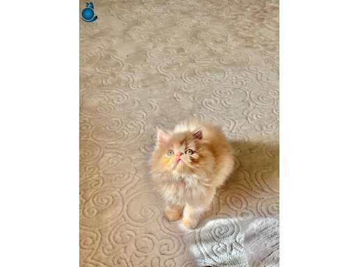 Exotic kucak delisi yavrumuz