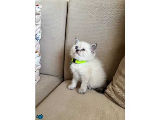 Sağlik irk garantili yavrularimiz