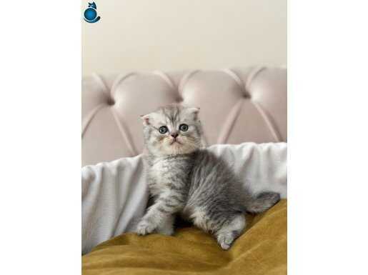 Ayicik surat scottish Yavrularimiz