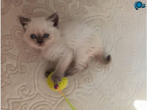 Yilbaşi hediyesi aramaya son