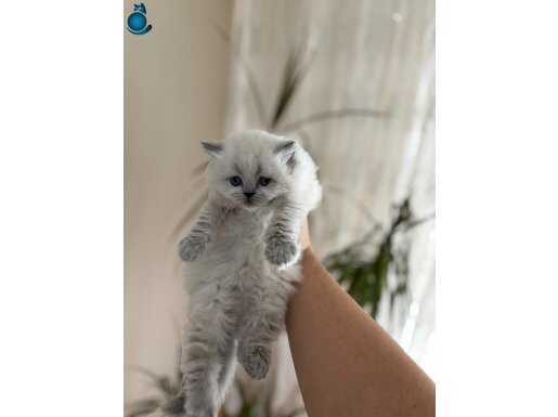 KAR BEYAZ MAVİŞ GÖZ YAVRULARİMİZ