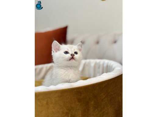 Uygun blue point bebeklerim