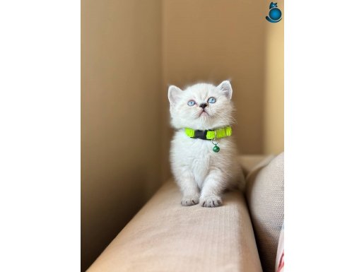 A KALİTE BLUEPOİNT