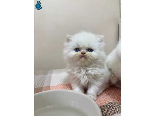 Maviş göz boncuk yavrularimiz