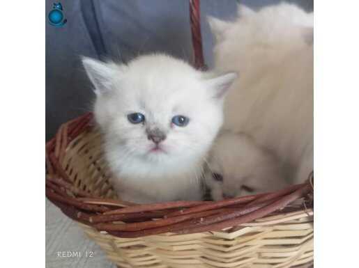 Blue point bebeklerimiz