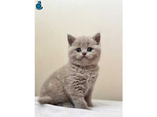 Top kafa british yavrularımız 