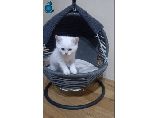 British bebeklerimiz mevcut