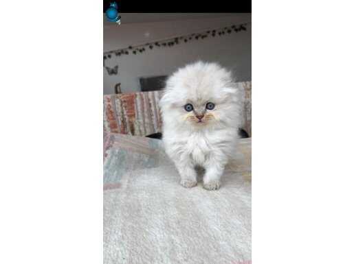 British longhair bebeklerimiz
