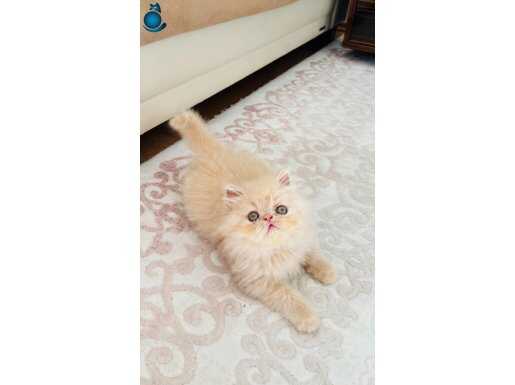 Kucak delisi yavrularimiz 