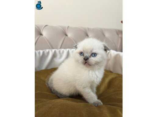 Maviş uygun bluepoint bebekler