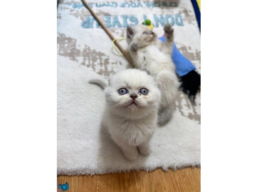 Top kafa bebeklerimiz 