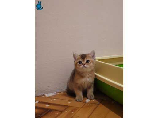 BRİTİSH Golden