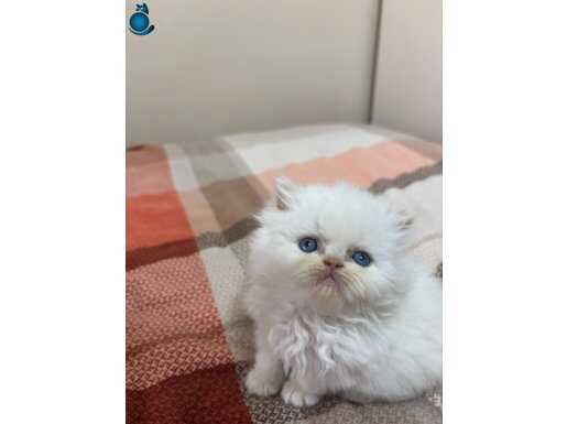 British longhair boncuk göz