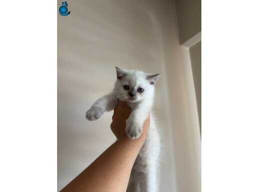 British blue point