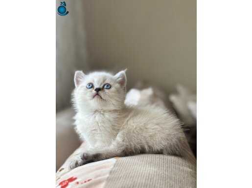 British blue point