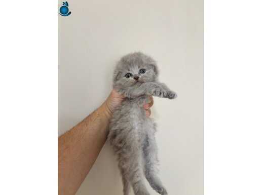 A kalite British longhair 