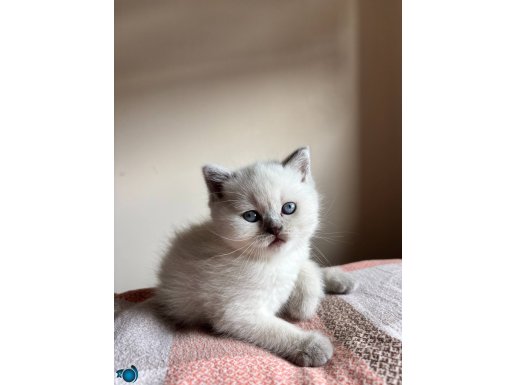 British yavrularimiz mevcut