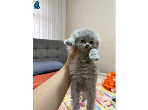 A kalite British longhair yavrularimiz