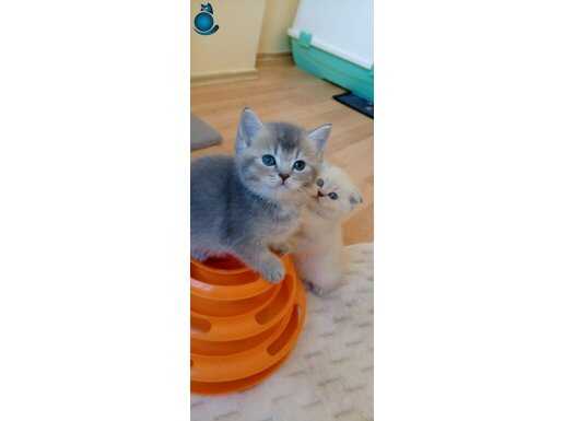 Yavrularimiz mevcut scrli