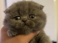 Scottish fold