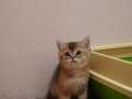 BRİTİSH Golden