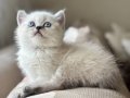 British blue point
