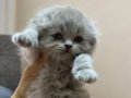 A kalite British longhair yavrularimiz