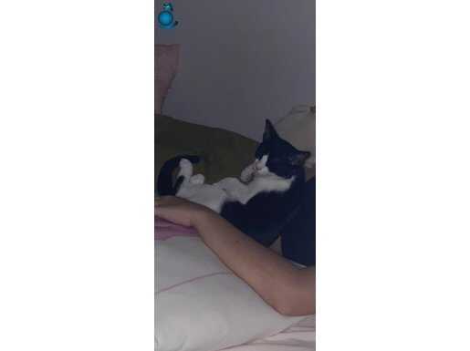 Ücretsiz Tuxedo(smokin) prenses hera yuvasını arıyor