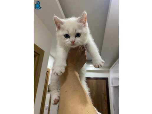 British shorthair dişi yavrum yeni yuvasına gitmeye hazır. 