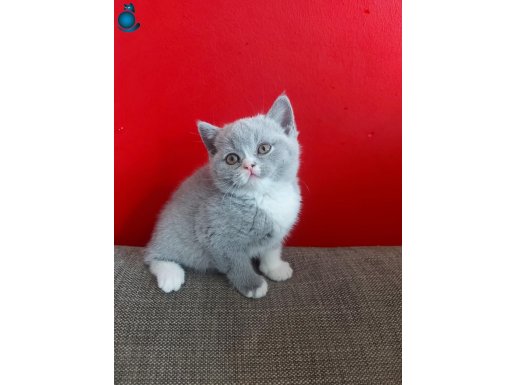 BLUE DİŞİ BRITISH SHORTHAIR YAVRUMUZ