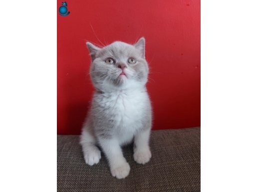 ERKEK LİLAC BICOLOR BRITISH SHORTHAIR