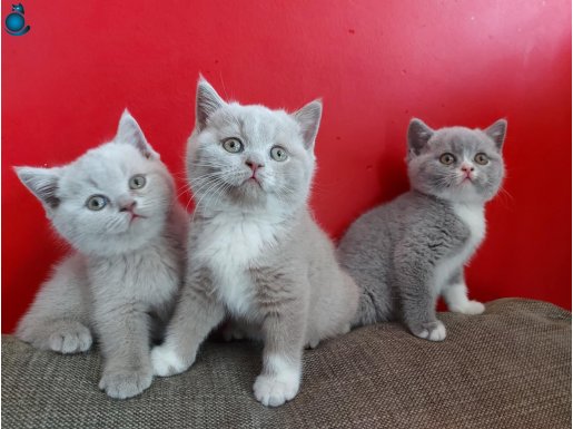 SAFKAN BRITISH SHORTHAIR BEBEKLERIMIZ