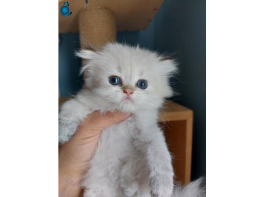 MAVİ GÖZLÜ GOLDEN BRITISH LONGHAIR BEBEKLERIMIZ