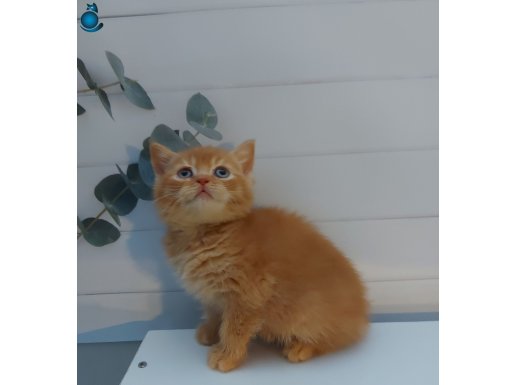 RED ERKEK BRITISH SHORTHAIR