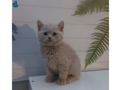 ERKEK FAWN BRITISH SHORTHAIR YAVRUMUZ