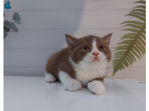 CINNAMON BICOLOR ERKEK BRITISH SHORTHAIR