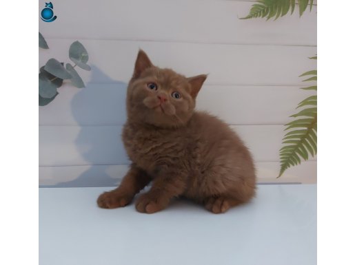 CINNAMON DİŞİ BRITISH SHORTHAIR