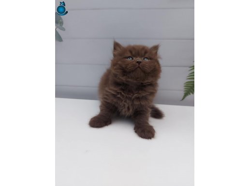 CHOCOLATE LONGHAIR ERKEK 
