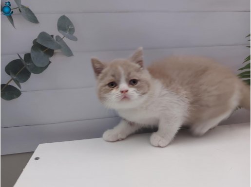 SAFKAN FAWN BICOLOR BRITISH SHORTHAIR ERKEK
