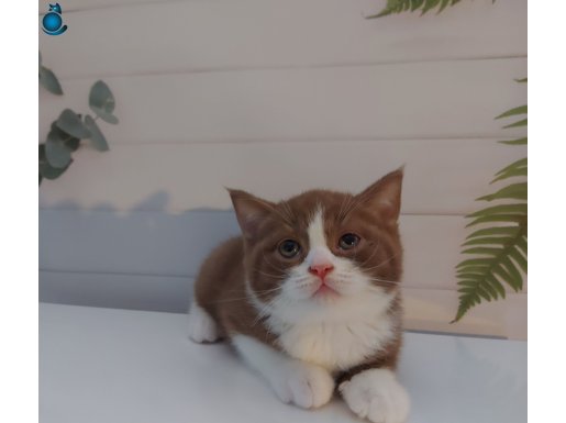 SAFKAN BRITISH SHORTHAIR BEBEKLER