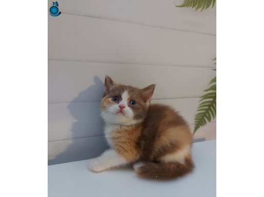 SAFKAN BRITISH SHORTHAIR BEBEKLER