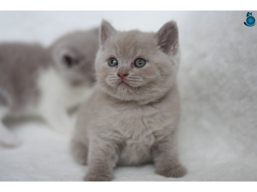 DİŞİ FAWN SAFKAN BRITISH SHORTHAIR