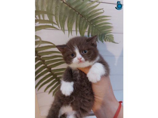 DİŞİ SAFKAN BRITISH SHORTHAIR BEBEKLERIMIZ