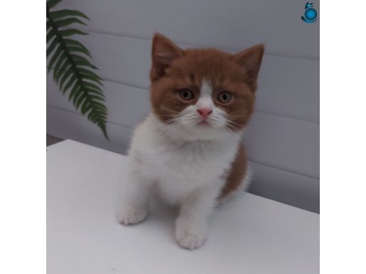 ERKEK CINNAMON BICOLOR BRITISH SHORTHAIR