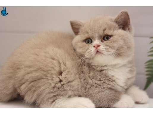 FAWN BICOLOR ERKEK BRITISH SHORTHAIR