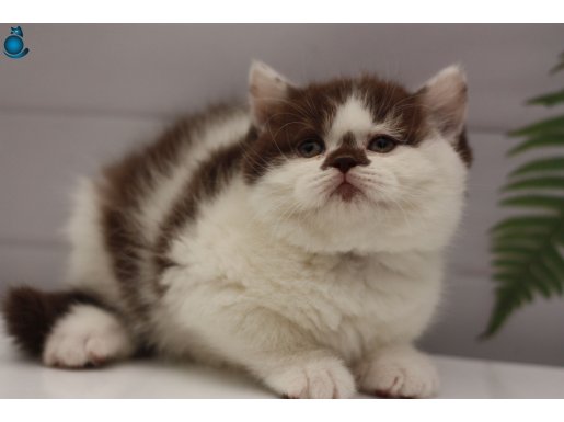 ERKEK CHOCOLATE BICOLOR BRITISH SHORTHAIR