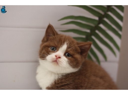 CINNAMON ERKEK DİŞİ BRITISH SHORTHAIR BEBEKLERIMIZ