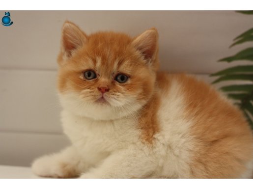 RED BICOLOR ERKEK BRITISH SHORHAIR