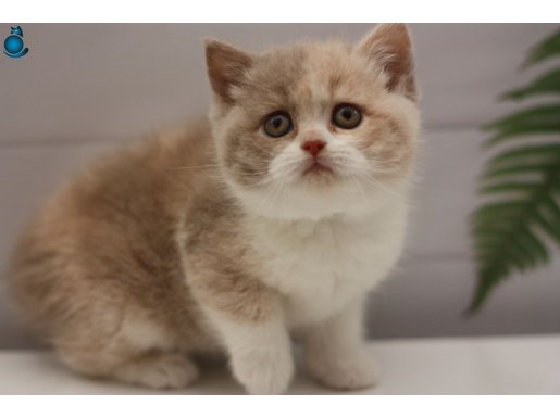FAWN CALICO BRITISH SHORTHAIR