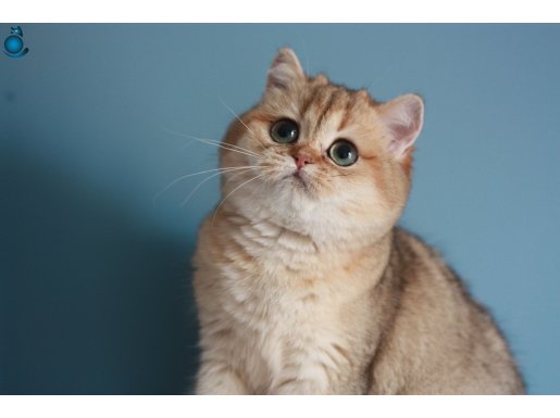 KISIR ÜCRETSİZ DİŞİ GOLDEN BRITISH SHORTHAIR 